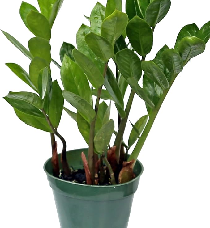 Live Zamioculcas Zamiifolia, ZZ Plant, Christmas Gift Houseplant, Birthday Good Luck Tree Gift, Plant Lover Gift, Indoor Potted Plant, Evergreen Plant Gift in 4" Pot