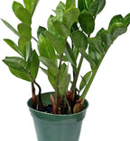 Live Zamioculcas Zamiifolia, ZZ Plant, Christmas Gift Houseplant, Birthday Good Luck Tree Gift, Plant Lover Gift, Indoor Potted Plant, Evergreen Plant Gift in 4" Pot