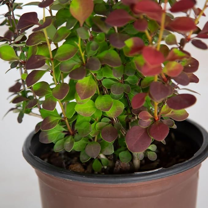 Orange Rocket Barberry (2.5 Quart) Deciduous Shrub with Unique Foliage - Full Sun to Part Shade Live Outdoor Plant