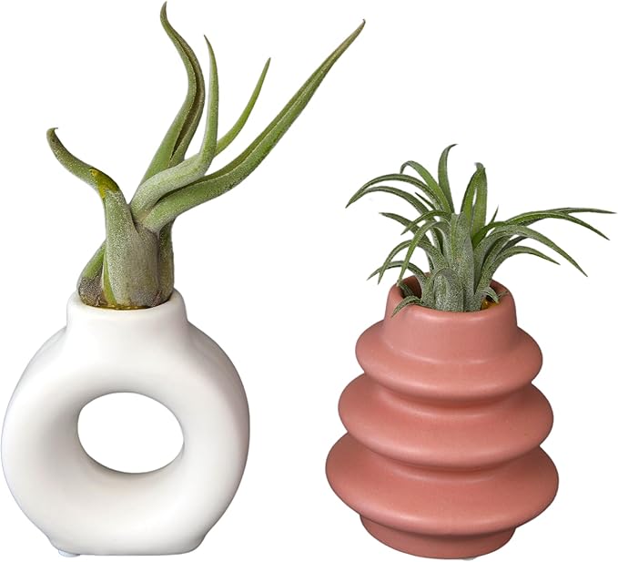 Live Air Plants with Decorative White & Pink Air Plant Holder Duo (2-Pack), Easy Plant Gift, Non-Toxic & Pet Friendly Plants, Air Plants Live Plants in Small Plant Pots, Home Decor by Plants for Pets