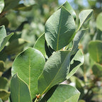 Mediterranean Bay Leaf, Bay Laurel Live Plant. Saratoga Variety - Laurus Nobilis. Live Plant. Fragrant, Fresh, Edible. Best for Pot Planting and Indoor. Mild Flavor. (2 Saratoga Plants in Sac)