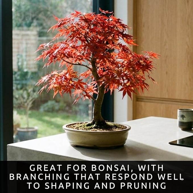 3-Pack Japanese Red Maple Seedlings (12-18" Tall) – Dormant Bare Root Trees – Vibrant Ornamental Landscape Starter Trees