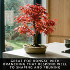 2-Pack Live Red Japanese Maple Tree Starts – Acer Palmatum Seedlings – Ornamental Landscape Trees – Vibrant Spring Color – Easy to Grow Starter Plants