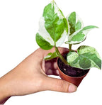 Pearl and Jade Pothos Starter Plant in 2 inch Pot, Low Light Indoor Vining Plant, Climbing Terrarium Plant, Office, Gift, Home Decor Live Plant
