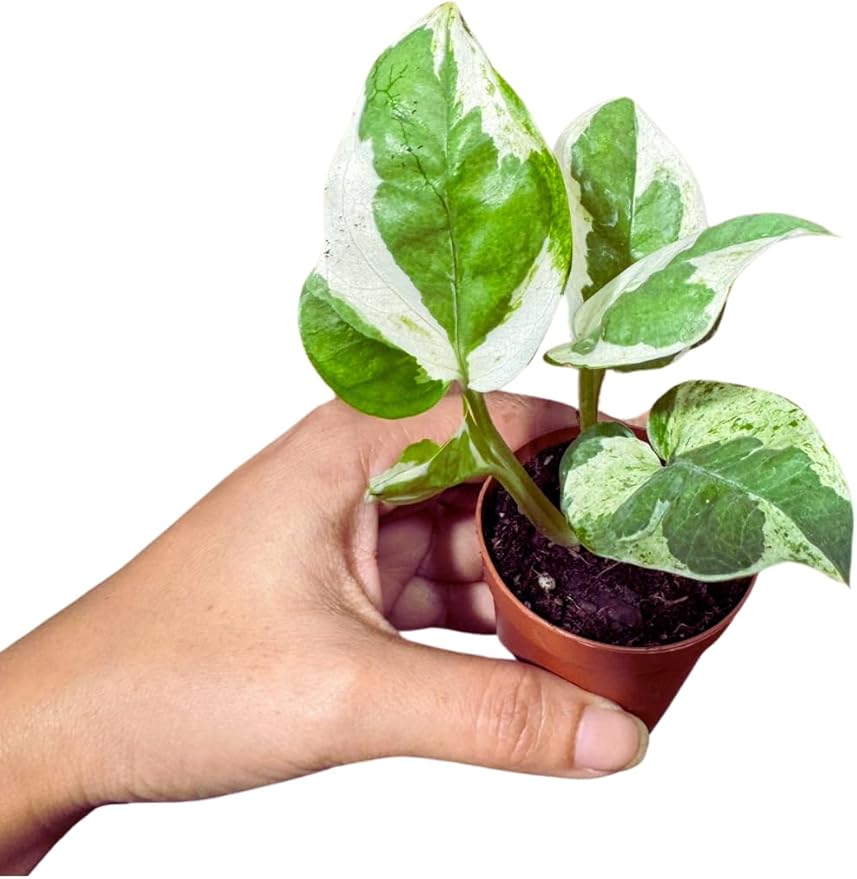 Pearl and Jade Pothos Starter Plant in 2 inch Pot, Low Light Indoor Vining Plant, Climbing Terrarium Plant, Office, Gift, Home Decor Live Plant