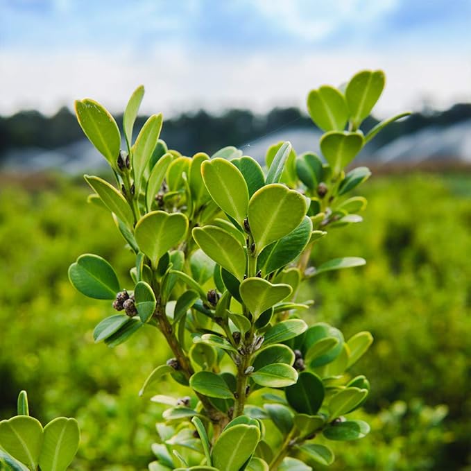 Perfect Plants Wintergreen Boxwood Live Plant, 1 gallon, Includes Care Guide