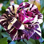 100PCS Mix Rose Seeds Mixed Varieties and Colors Cold Resistant Open-Pollinating Perennial Bloom in Spring Flower Seeds