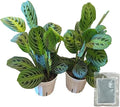 Live Plant,2 Lemon Lime Maranta Prayer Plant, Pet Friendly, Air Purifying Plant, Easy Care, Indoor Plant, Houseplant, Rare, Home Décor 4 inch Pot by Hopewind Plants Shop (Heat Pack Included)