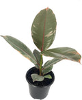 Ruby Ficus Rubber Plant - 4 Live Plants in 2 Inch Pots - Ficus Elastica 'Ruby' - Stunning Easy Care Interior Houseplant