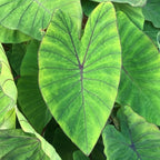 Taro, Blue Hawaii Live Pond Plant Freshwater Water Garden Plants Filters Lily Ponds Bogs Koi and Goldfish Pond Bog Plants Floating Shallow Water Marginal Aquatic Lilies Real Hardy Hyacinth Outdoor