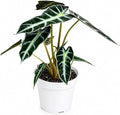 Alocasia Bambino Live Plant, Indoor Houseplant, Natural Air Purifier Plants, Alocasia Plants Live Houseplants for Indoor Spaces