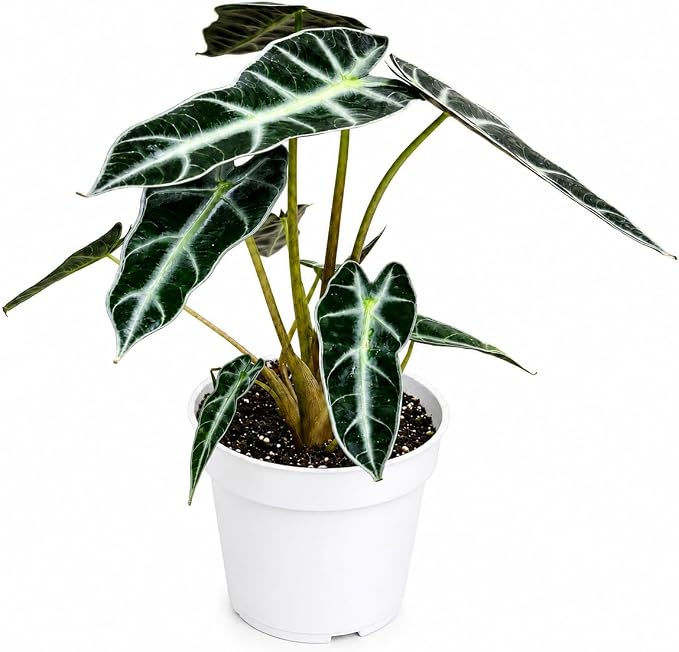 Alocasia Bambino Live Plant, Indoor Houseplant, Natural Air Purifier Plants, Alocasia Plants Live Houseplants for Indoor Spaces
