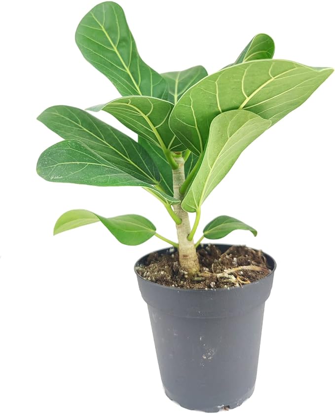 Ficus Audrey (4" Grower Pot) - Live, Healthy, Indoor Air Purifier Houseplants for Gift or Home Decoration - Feng Shui Plant for Home Office - Easy to Care Houseplants for Beginners