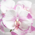 DUYONE 35 Inch Artificial Butterfly Orchid Flowers 4 Pcs softTouch Orchid Fake Phalaenopsis Flowers Stem Plants for Wedding Home Decoration (Light Purple 4pcs)