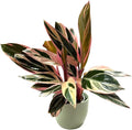 Live Plant Stromanthe Triostar, Pet-Friendly, Tricolor Prayer Plant, 12-16" Tall, Indoor Plant, Easy to Care, Rare Plant, 4.7 inch Decorative Pot (Sage)