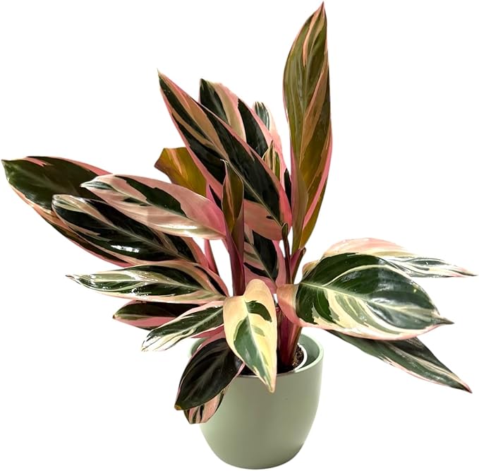 Live Plant Stromanthe Triostar, Pet-Friendly, Tricolor Prayer Plant, 12-16" Tall, Indoor Plant, Easy to Care, Rare Plant, 4.7 inch Decorative Pot (Sage)