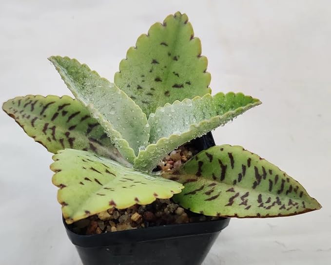 Donkey Ears Kalanchoe gastonis bonnieri Live Plant Rare Succulent Cacti 4" Plant