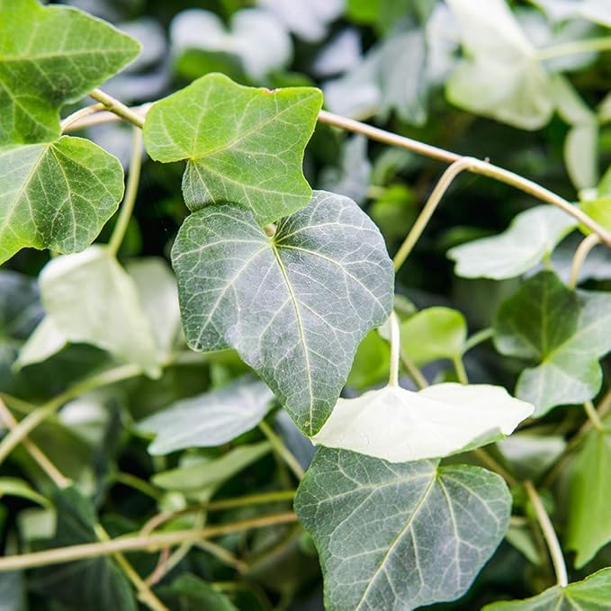 PERFECT PLANTS Green English Ivy | Hedera Helix | Easy Care Houseplant | Perfect for Moderate to Bright Light Conditions, 6 in Grower's Pot, | Air Purifying, 6in. Grower's Pot