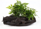 SubstrateSource Live Planted Decor - Mini Bolbitis on Driftwood - Light Green Aquatic Plant with Lush Foliage, Foreground to Midground Epiphytic Fern Placement for Aquascaping - Medium, 1 Pack
