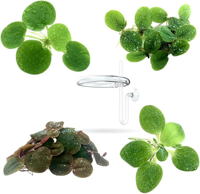 Aquarigram Floating Plant Combo Pack! (Amazon Frogbit, Red Root Floater, Dwarf Water Lettuce, Water Spangles) (Plants + Invisible Feeding Ring)