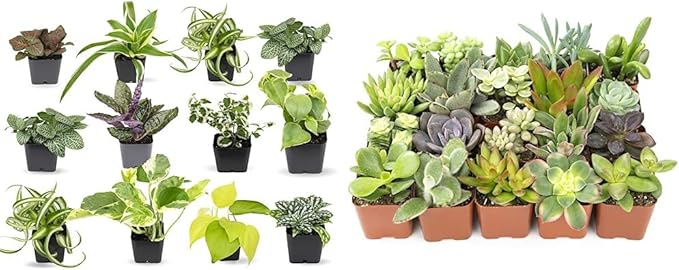 Plants for Pets Easy to Grow Houseplants (12 Pack) & Altman Plants Live Succulent Plants (20 Pack) - Indoor Plants in Plant Pots