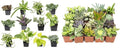 Plants for Pets Easy to Grow Houseplants (12 Pack) & Altman Plants Live Succulent Plants (20 Pack) - Indoor Plants in Plant Pots