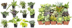 Plants for Pets Easy to Grow Houseplants (12 Pack) & Altman Plants Live Succulent Plants (20 Pack) - Indoor Plants in Plant Pots
