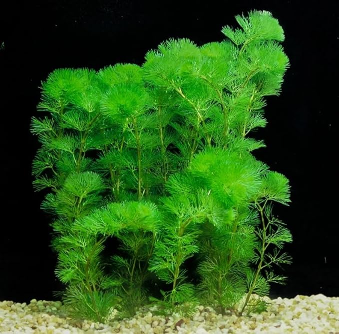 Low Light Aquatic Plant Set - Beginner-Friendly Live Aquarium Plants | Easy Care, Thrives in Low Light | Natural Filtration & Freshwater Tank Decor - Single Pack (6 Bunches)