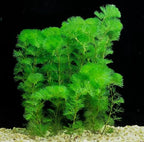 Low Light Aquatic Plant Set - Beginner-Friendly Live Aquarium Plants | Easy Care, Thrives in Low Light | Natural Filtration & Freshwater Tank Decor - Single Pack (6 Bunches)