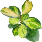 Hoya Australis Lisa (4" Grower Pot) - Low Light and Healthy Houseplant - Easy to Care Indoor Houseplant