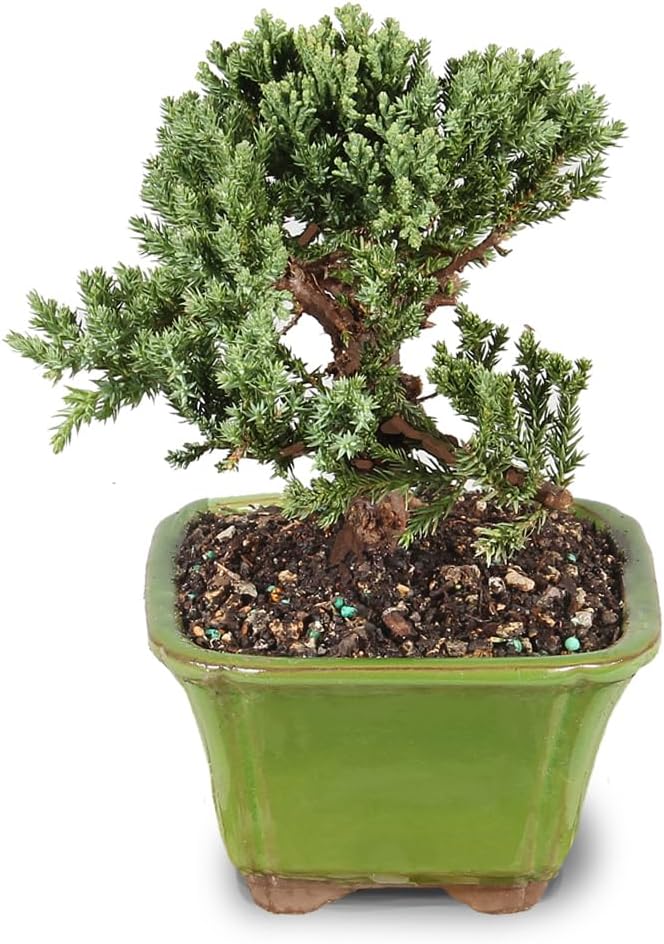 Brussel's Bonsai - Live Green Mound Juniper Bonsai Tree, Outdoor Bonsai Tree Live Plant in Decorative Container, 3 Years Old, 4-6 Inches Tall, Easy Care Bonsai (Small)