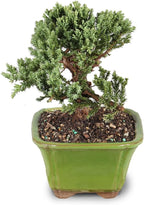 Brussel's Bonsai - Live Green Mound Juniper Bonsai Tree, Outdoor Bonsai Tree Live Plant in Decorative Container, 3 Years Old, 4-6 Inches Tall, Easy Care Bonsai (Small)