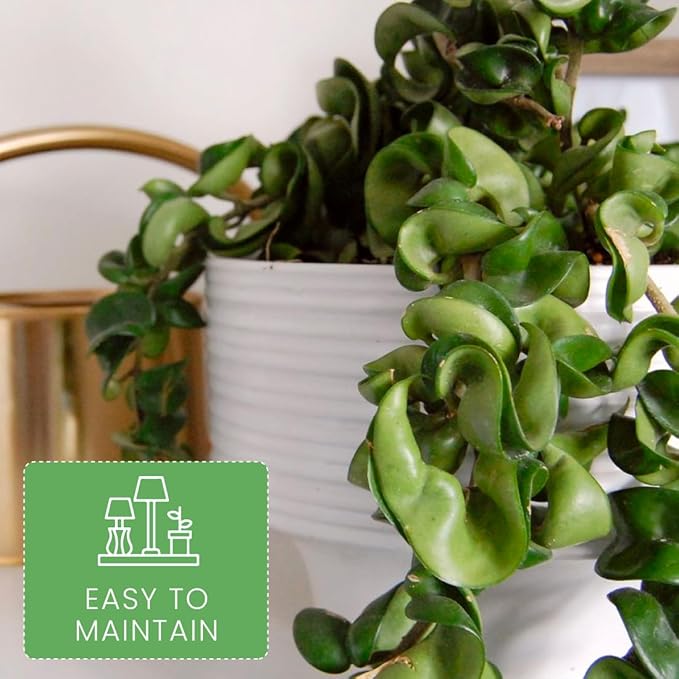 American Plant Exchange Hoya Compacta Hindu Rope, 4-Inch Pot, Live Flowering Wax Plant, Exotic Indoor Houseplant, Air Purifying