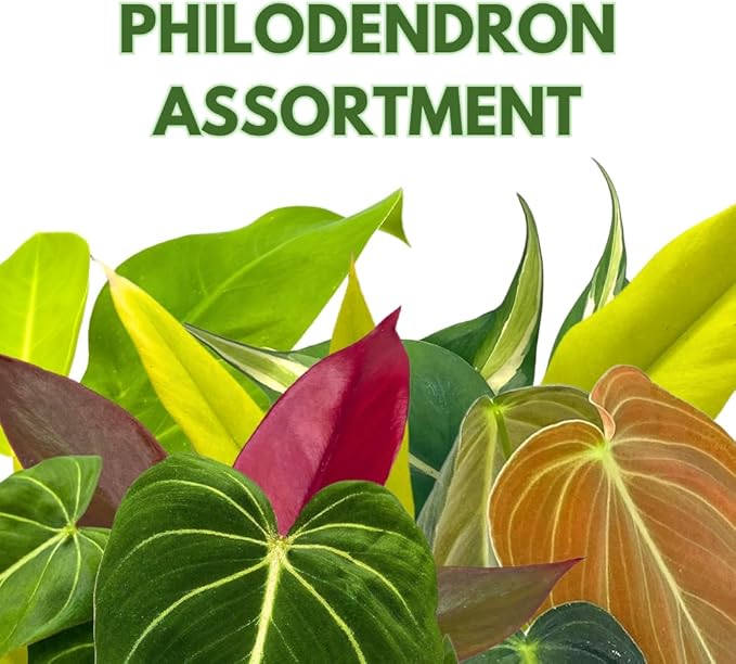 BubbleBlooms Philodendron Assortment Set, 4 inch pots, Set of 3, Indoor Houseplants Grower's Choice Variety