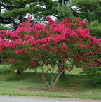 2 Red Crape Myrtle Trees - 12-18" Tall Live Plants - Flowering, Fast Growing, Ornamental Crepe Myrtle Bushes/Shrubs - Lagerstroemia Indica - (2 Pack)