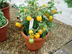Sun Gold Cherry Tomato Plants, Two (2) Live Plants, Non-GMO, Indeterminate, Orange-Yellow Cherry, 4" to 6" Tall