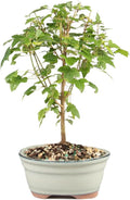 Brussel's Bonsai - Live Trident Maple Bonsai Tree, Outdoor Bonsai Tree Live Plant, Deciduous Bonsai for Patio Garden Landscape Décor