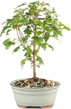 Brussel's Bonsai - Live Trident Maple Bonsai Tree, Outdoor Bonsai Tree Live Plant, Deciduous Bonsai for Patio Garden Landscape Décor