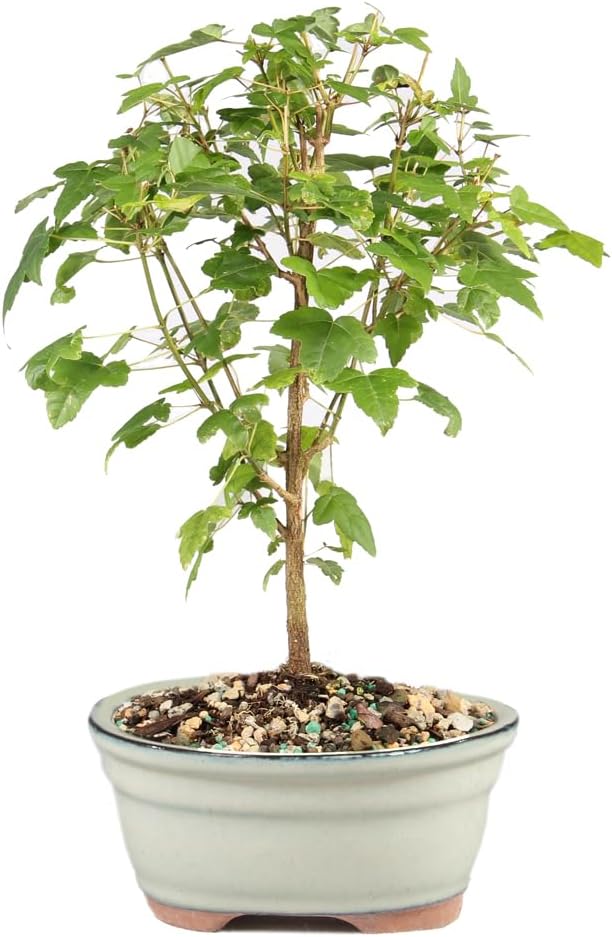 Brussel's Bonsai - Live Trident Maple Bonsai Tree, Outdoor Bonsai Tree Live Plant, Deciduous Bonsai for Patio Garden Landscape Décor
