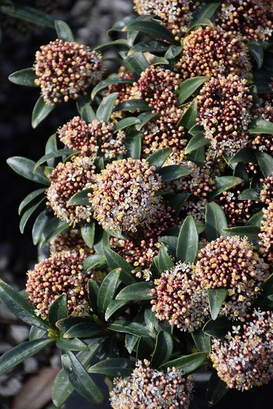 RedCrocus Japanese Skimmia Japonica Male Evergreen Shrub Shade Garden Fragrant Blooms Deer Resistant Pet Safe 2 Gallon
