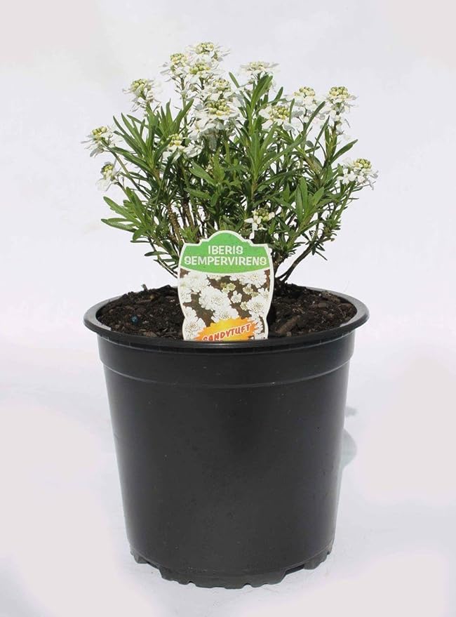 RedCrocus White Out Candytuft | Evergreen Perennial for Borders, Rock Gardens & Containers | Drought Tolerant, Non-Toxic & Pet Safe | Spring Bloom | Full Sun 1 Gallon (Pack of 15)