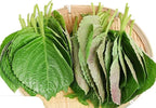 HipGirl Ultimate Triple Shiso Seed Bundle: Green Perilla, Red/Purple Shiso, & Japanese Shiso Seeds 200ct Each | Non-GMO Heirloom Seeds for Authentic Asian Culinary Gardens & Hydroponics