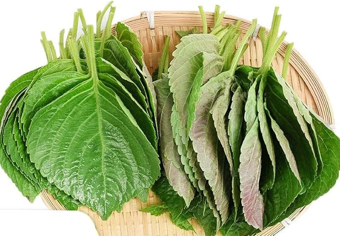 HipGirl Asian Culinary Herb & Spice Seed Bundle: Thai Bird Hot Chili Pepper (100mg) & Green Perilla Shiso Seeds (200ct) | Non-GMO Heirloom Seeds for Indoor, Outdoor, & Hydroponic Gardening