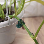 AccEncyc 100 Pcs Plant Clips Orchid Clips Plants Orchid Support Clips Flower Vine Clips for Supporting Stems Vines Stalks Climbing Plant Grow Upright