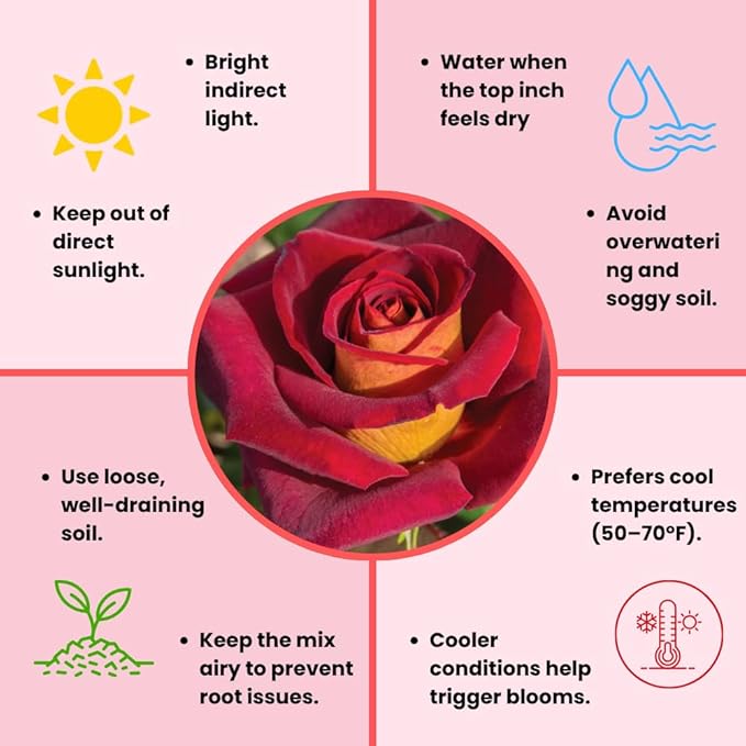 Rose Live Plant, Roses Flower Plant, Fragrant Flower for Planting, 4-6 Inches Tall, Bush Shrub Plants, Well Rooted, Ready to Grow (Deep Red Rose)