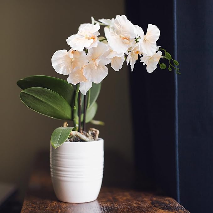 6 PCS Artificial Orchid Stems 33.5" Tall 9 Large Petals Fake Champagne Phalaenopsis Flower Arrangements for Home Wedding Living Room Table Centerpiece Office Table Decor Champagne