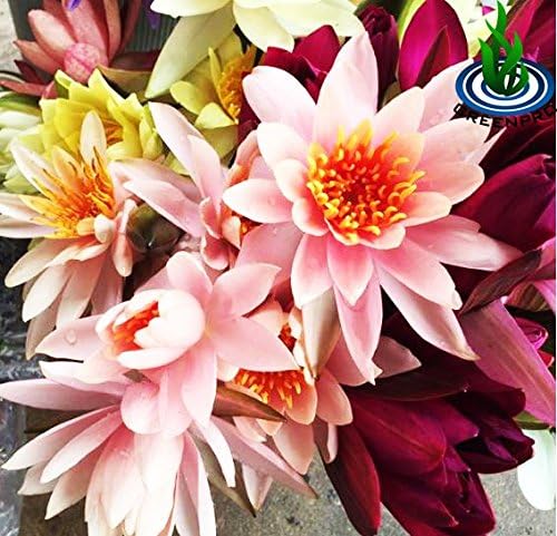 Live Aquatic Plant Orange Nymphaea Colorado Hardy Water Lilies Tuber for Aquarium Freshwater Fish Pond by Greenpro