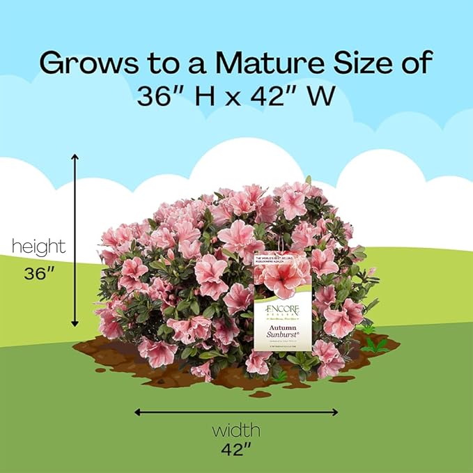 Encore Azalea 1 Gal. Autumn Sunburst Azalea Shrub