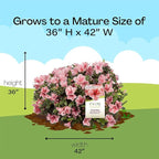 Encore Azalea 1 Gal. Autumn Sunburst Azalea Shrub
