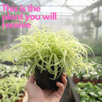 Hanging Curly Spider Plant Live in 4 Inch Pot | Bonnie Spider Plant | Air-Purifying | Low Maintenance | Perfect for Home and Office Decor | Easy Care Starter Plants